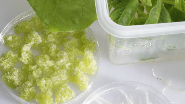 Le projet InnCoCells découvre trois extraits de plantes aux propriétés prometteuses - The Beauty Analyst