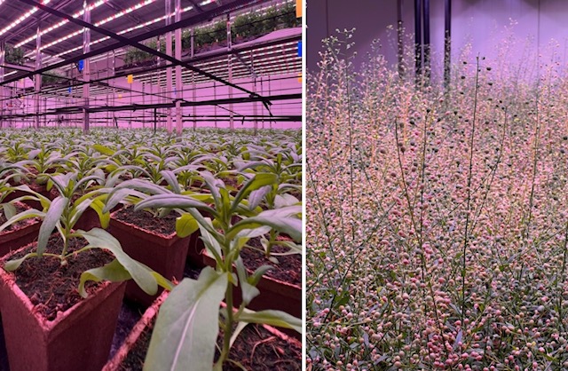 Core Biogenesis : La biotech qui révolutionne le soin anti-âge - The Beauty Analyst