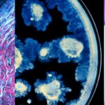 Partenariat entre l'Oréal et l'Institut Pasteur