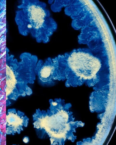 Partenariat entre l'Oréal et l'Institut Pasteur