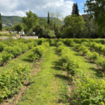 À Grasse, Mane investit le terrain des matières premières naturelles avec un jardin expérimental - The Beauty Analyst