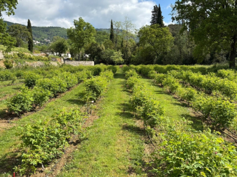 À Grasse, Mane investit le terrain des matières premières naturelles avec un jardin expérimental - The Beauty Analyst