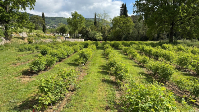 À Grasse, Mane investit le terrain des matières premières naturelles avec un jardin expérimental - The Beauty Analyst
